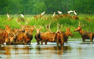 麋鹿爆料xyg最新消息